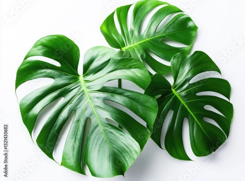 Vibrant green tropical leaves