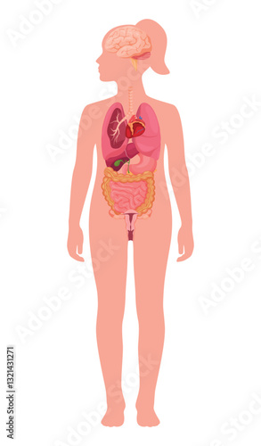 Internal structure of a girl depicting organs and systems in a visual anatomical illustration for educational purposes