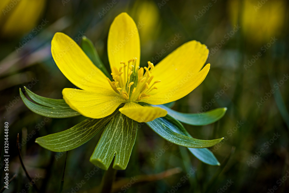 a winter aconite in the springtime
a winter aconite in the springtime