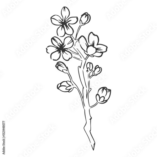 Blossom Sketch: A delicate pencil sketch captures the ephemeral beauty of blooming cherry blossoms, portraying their graceful elegance and the promise of springtime in a simple, artistic rendering.
