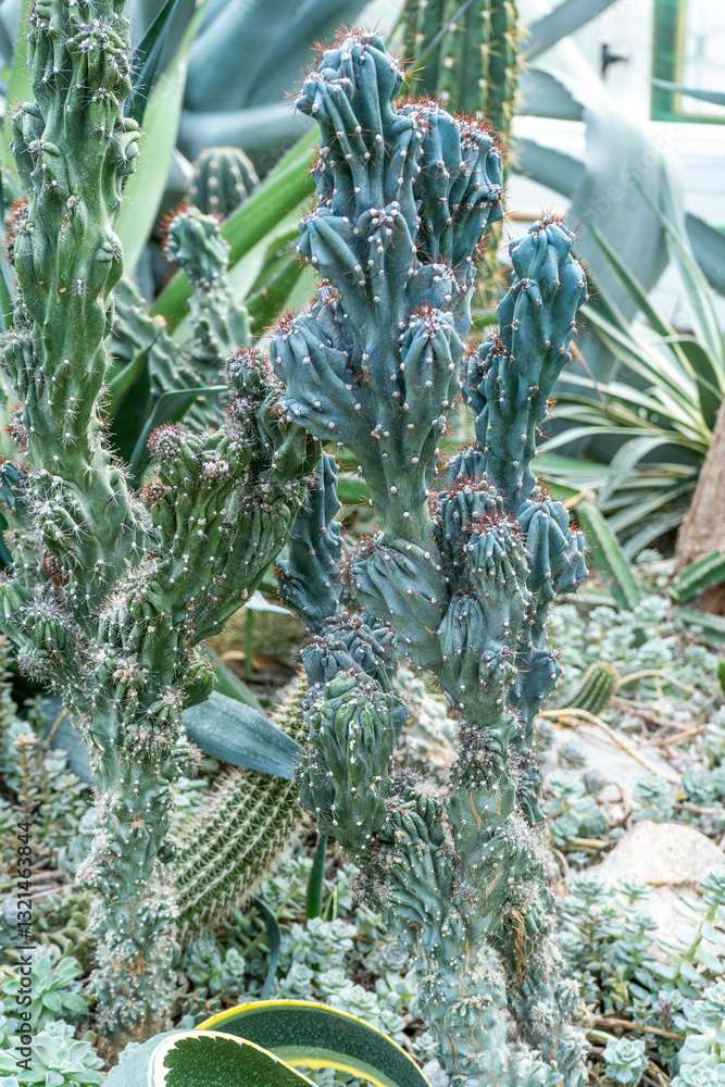 Fototapeta premium Cacti of different types, shapes and sizes. Succulent plants. Flowers with thorns. Cactus
