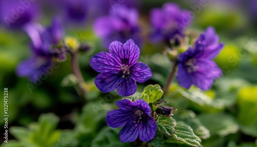 Close-up of vibrant purple flowers