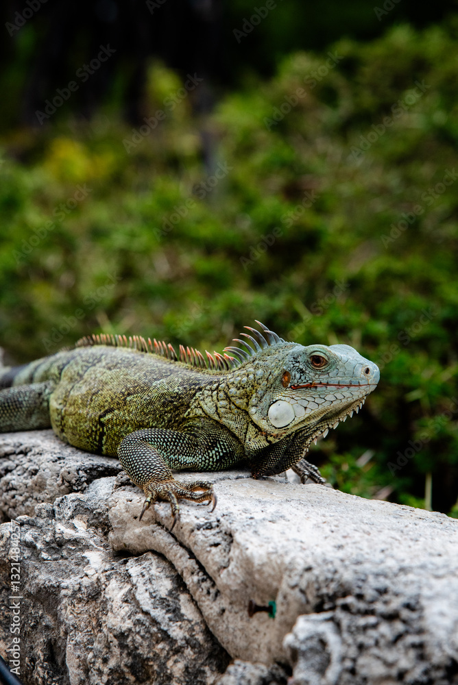 The most famous animal from Curacao, the iguana. Resting on a rock. The most famous animal from Curacao, the iguana. Resting on a rock.