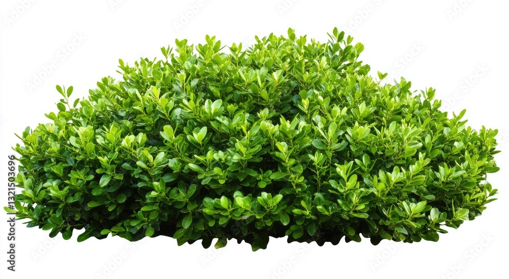 Obraz premium Lush green shrubbery cluster (1)