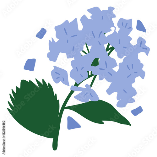 lilac hydrangea flower semi flat.