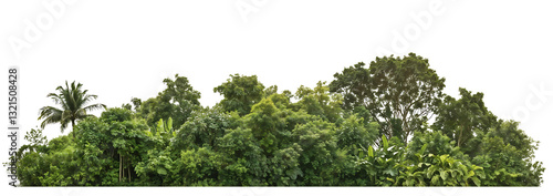 Photos Lush green canopy of tropical trees and palm fronds viewed from a distance, show