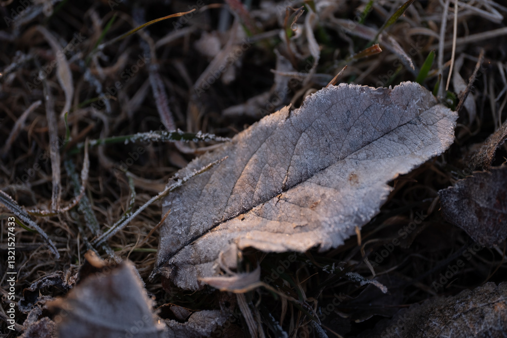 Frosted Leaf on Grass in Early Morning Light Frosted Leaf on Grass in Early Morning Light