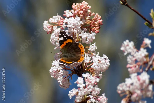 Obraz Red admiral butterfly (Vanessa Atalanta) perched on a white flower in Zurich, Switzerland
