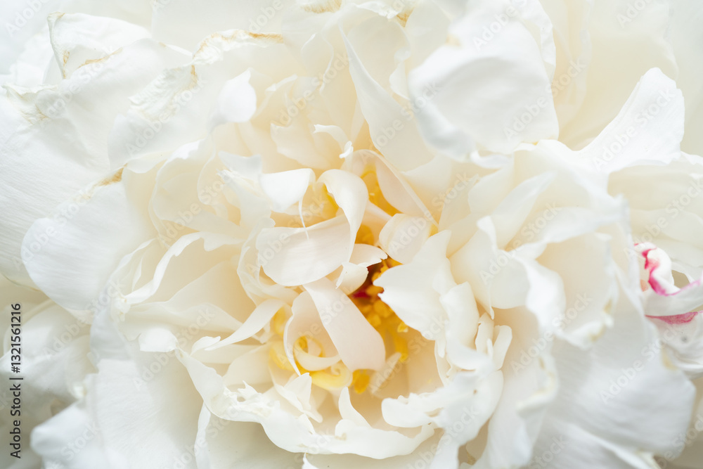 beautiful white needle peony blooming flower as background at sunny day. close up.