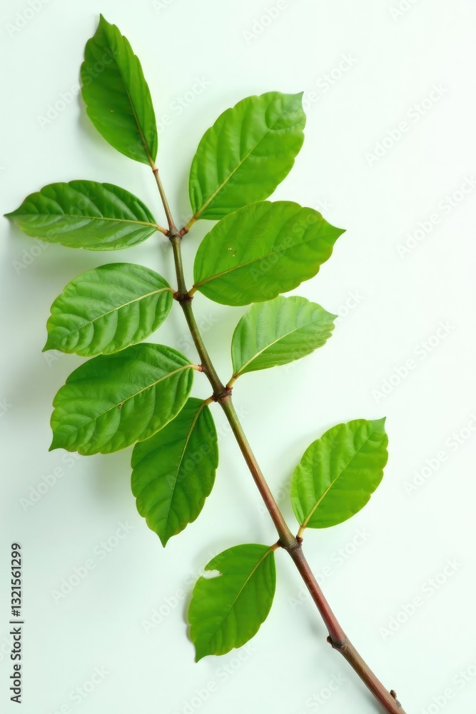 Green tree branches isolated on a white surface, leafy branch, plant stem, tree branch Green tree branches isolated on a white surface, leafy branch, plant stem, tree branch