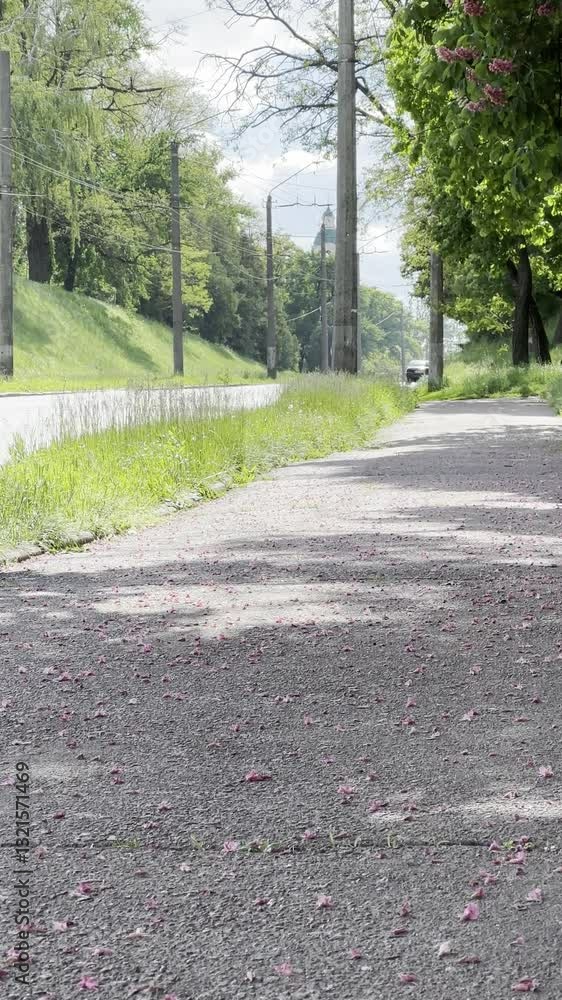 Petal-Covered Pathway Under Blooming Pink Chestnut Trees Petal-Covered Pathway Under Blooming Pink Chestnut Trees