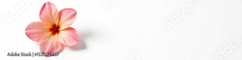Single flower on white background with shadows, isolated, petal