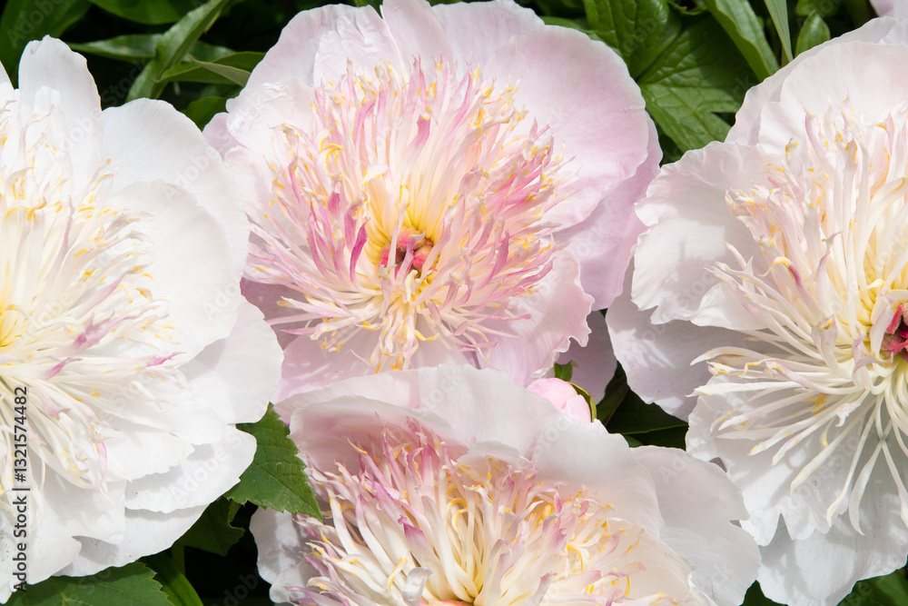 stunning pink plate-type peony flowers blossom together in garden as background. sunny day