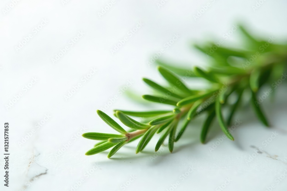 Sprig of fresh rosemary on a white marble surface, leafy, decorative