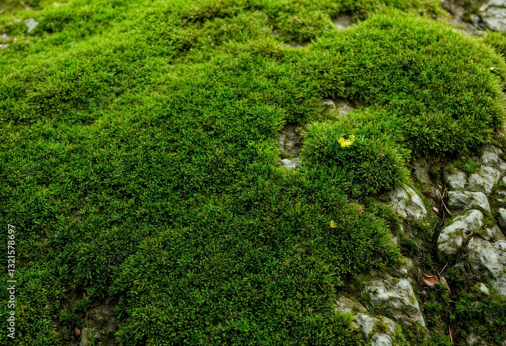 Obraz premium Lush green moss texture covering a rock surface, dense and vibrant natural growth