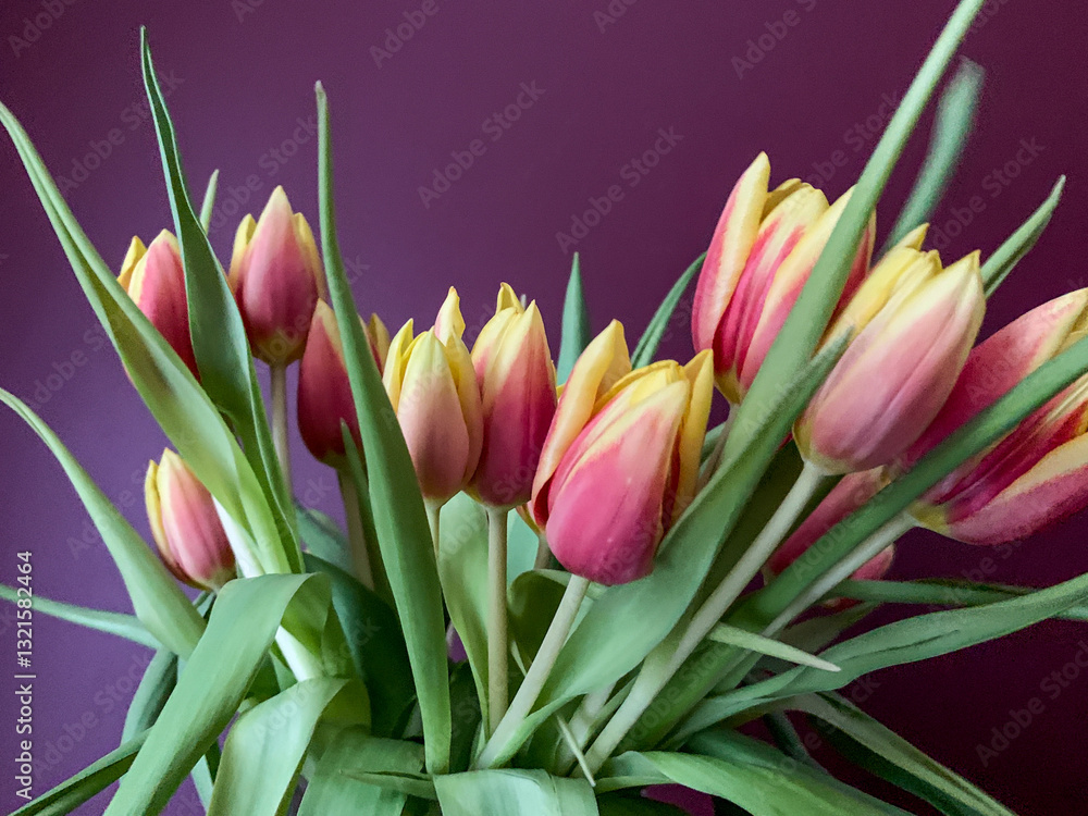 Fototapeta premium beautiful tulips, festive bouquet of tulips