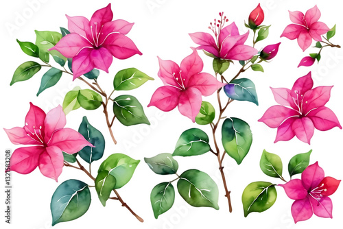 Pink Bougainvillea Flower Watercolor Illustrations on Black Background