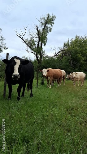 Vacas libre en el campo pastando, ganado en libertad
