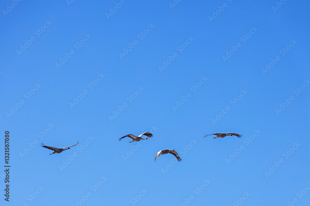 Fototapeta premium Migrating cranes a sunny spring day