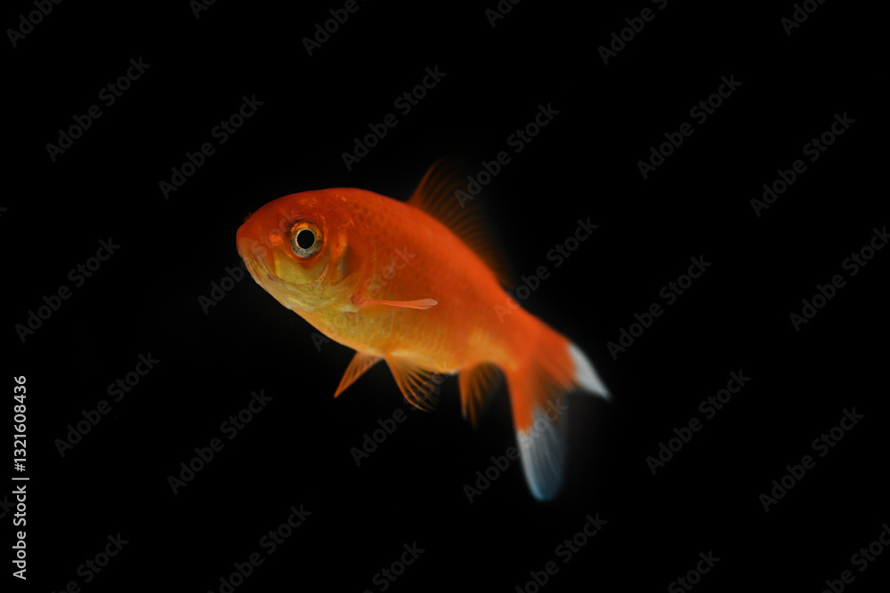 goldfish swimming in profile on a black background goldfish swimming in profile on a black background