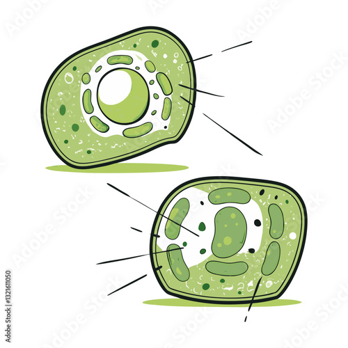 Biological illustration of animal and plant cells with labeled parts. Simplified, educational, and scientific diagram for learning and study purposes.