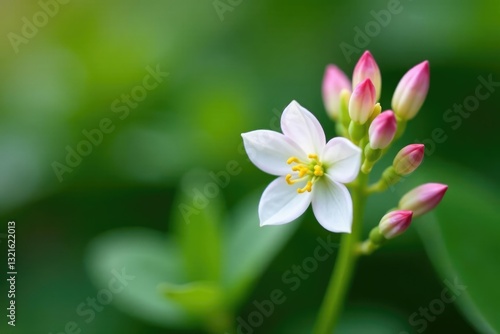 Delicate buds on a small white pink flower plant, nature, small, sprout