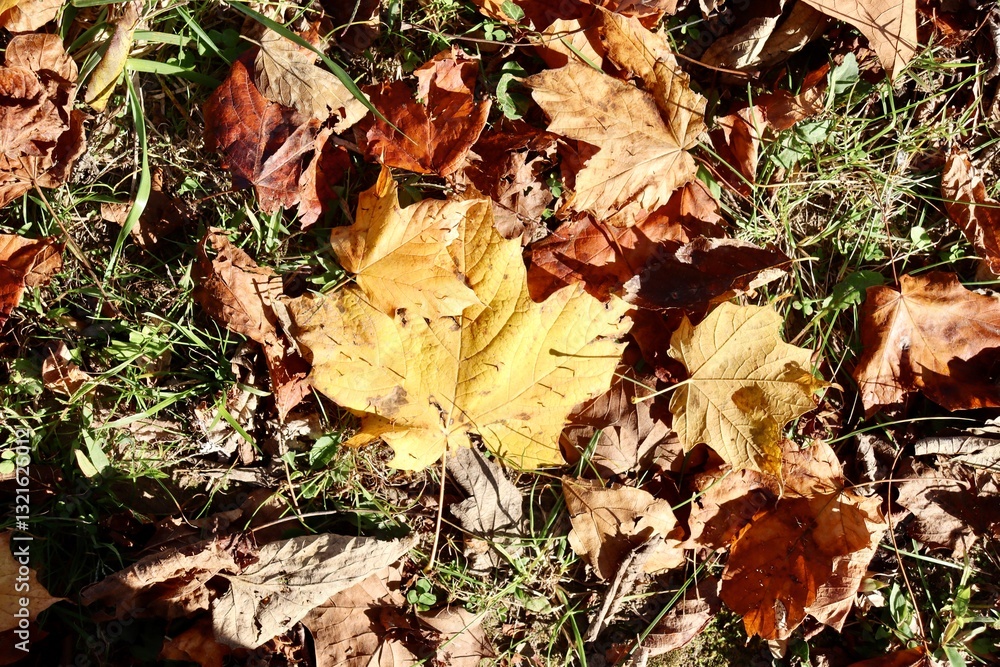 A close view of the colorful autumn leaves on the ground. A close view of the colorful autumn leaves on the ground.