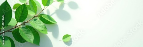 Wallpaper Mural Green leaves on a white background with shadows, dark, leaf, shadow Torontodigital.ca