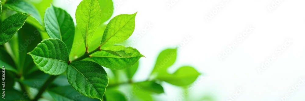 Obraz premium Leafy greens isolated on white background, delicate veins visible, garden, foliage