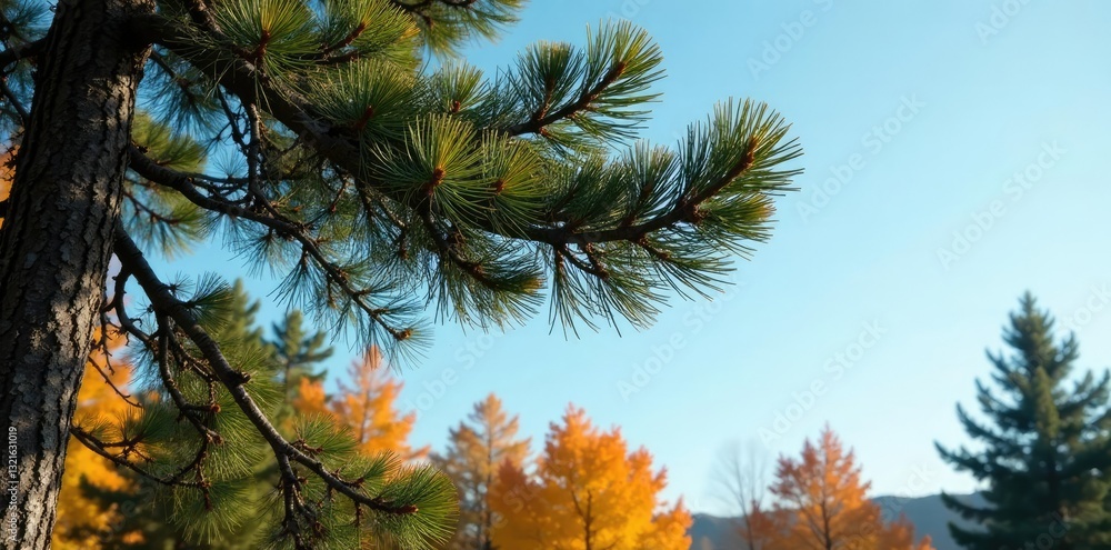 Pine tree's branches stretch towards the blue sky with golden autumn colors in the background, pine, woodlands Pine tree's branches stretch towards the blue sky with golden autumn colors in the background, pine, woodlands