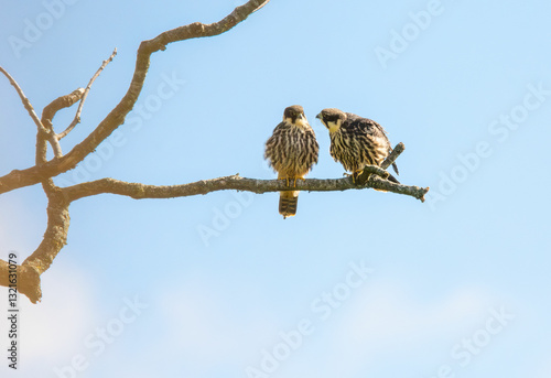 Male Grizzly Bear, Grouse Mountain enclosure, Vancouver