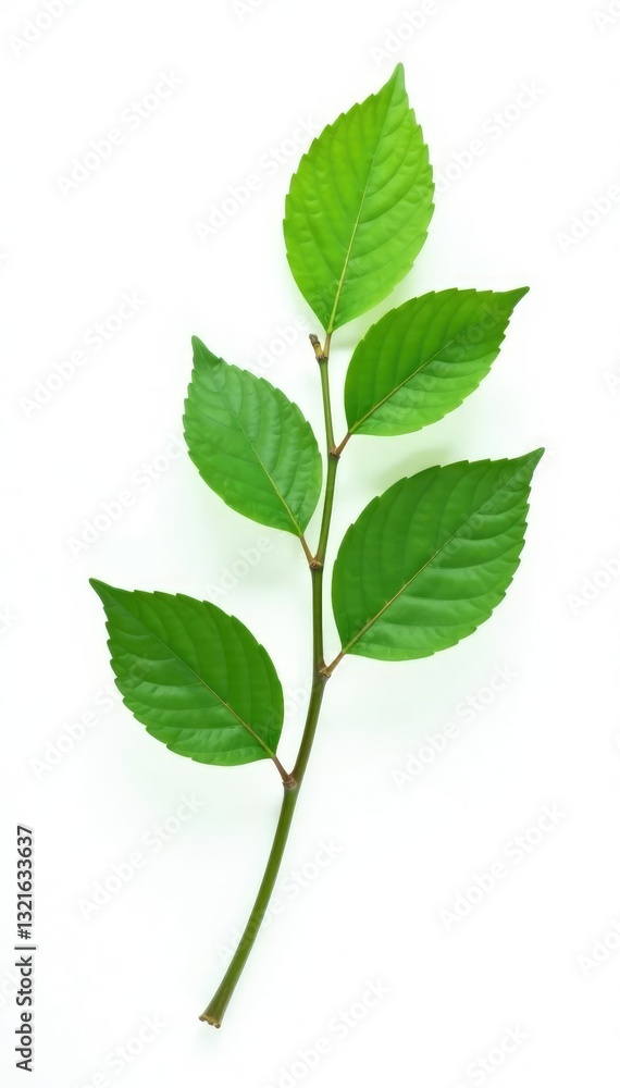 Naklejka premium Single branch with leaves isolated on white background, simple, leafy green