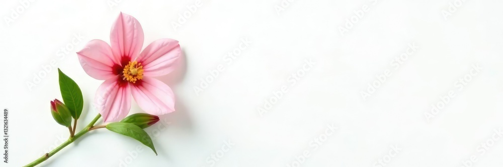 Fototapeta premium Single flower stem with leaves and buds on white background, flora, flowers, stem
