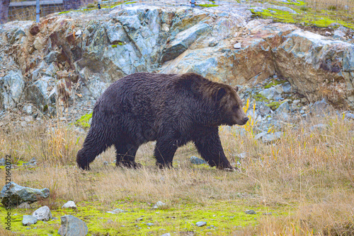 Captive male Grizzly Bear, Grouse Mountain, Vancouver 