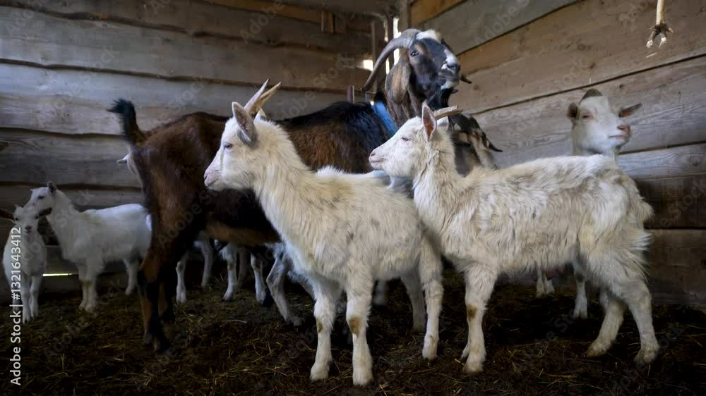 A group of different animals stand in a farm barn. A group of different animals stand in a farm barn.