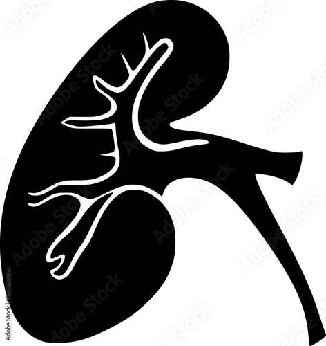 Detailed anatomical kidney illustration in black and white monochrome style for educational medical and scientific use