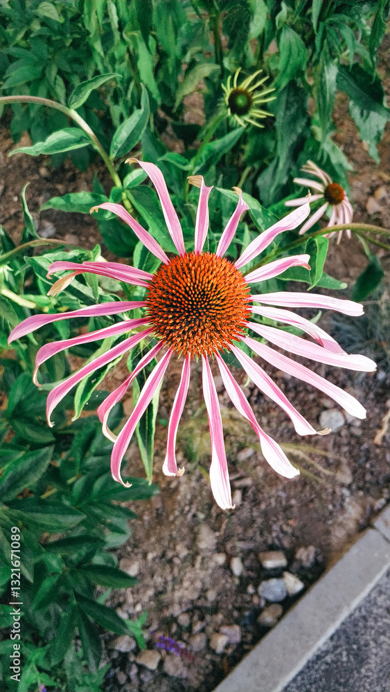 Colorful echinacea flowers with striking pink petals bloom abundantly in a verdant garden under bright sunlight during a summer afternoon. Colorful echinacea flowers with striking pink petals bloom abundantly in a verdant garden under bright sunlight during a summer afternoon.