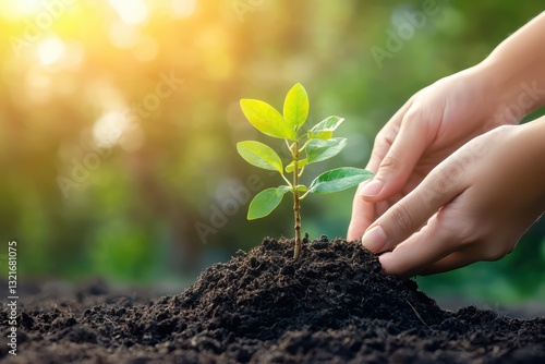 Wallpaper Mural Hands Planting a Small Tree Seedling in Soil for a Sustainable Future Concept Torontodigital.ca