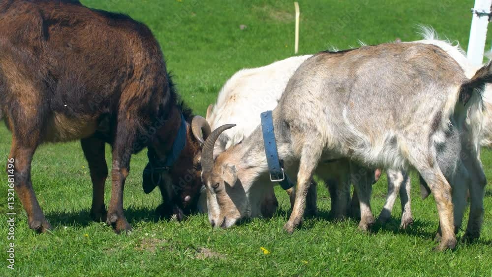 Goats are grazing on a green meadow. They are eating grass. Goats are grazing on a green meadow. They are eating grass.
