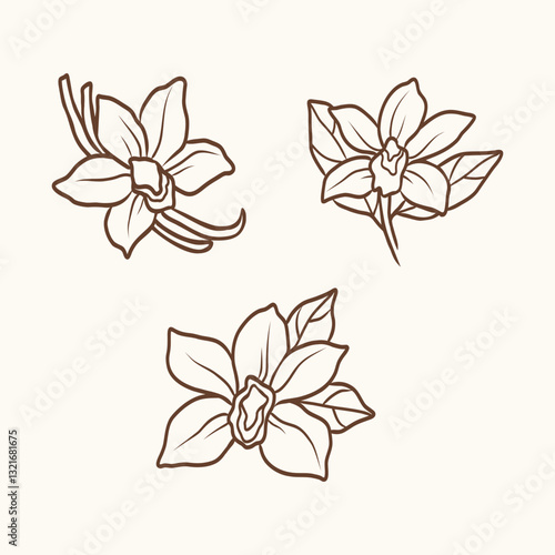 Line art vanilla flowers illustration