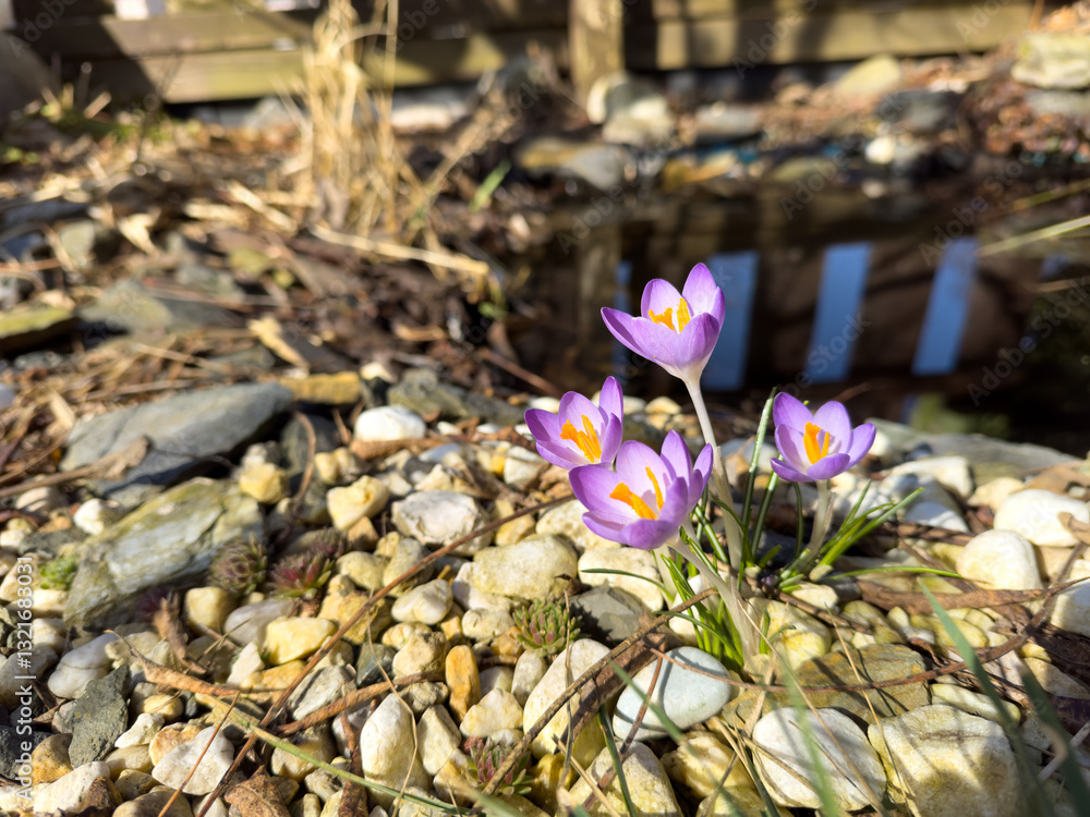 spring crocus flowers blooms in spring at a garden pond
