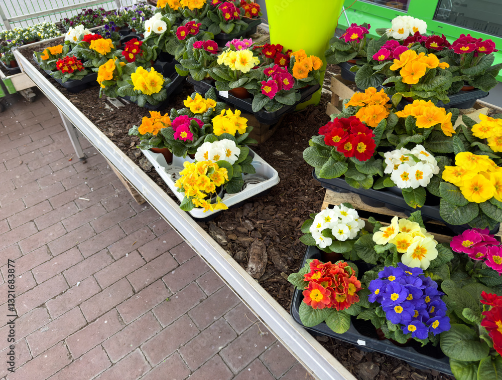 colorful primrose flowers in the flower shop