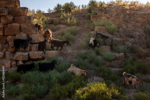 goats and sheep climbing on the ruins of old biblical Haran in Turkey
