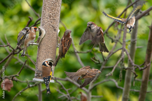 Goldfinches (Carduelis carduelis) and house sparrows (Passer domesticus) feeding and fighting over the feeders in an English garden  