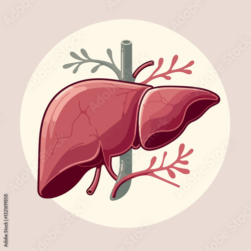 illustration of the liver organ