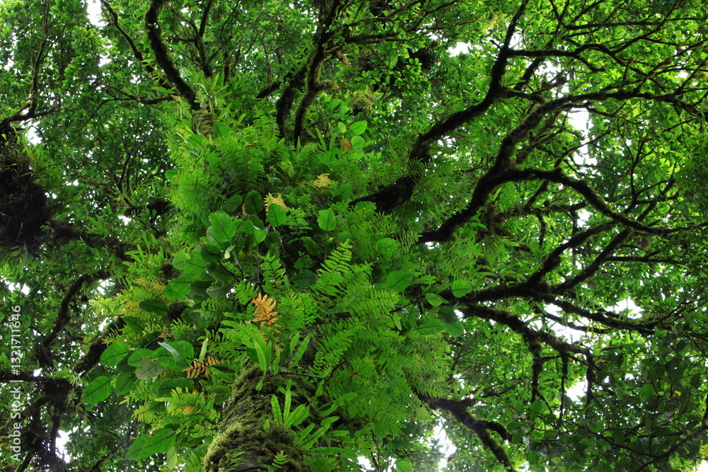 Obraz premium Dark branches of trees overgrown with moss and ferns overhead. Doi Pha Hom Pok nature trails Doi Pha Hom Pok National Park ,THAILAND 