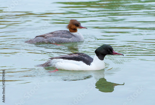 Male and female Goosander (Mergus merganser) on Lake Annecy, France