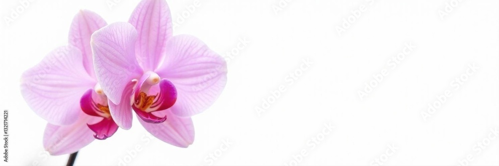 Delicate light pink orchid blossom, isolated on pure white background , high resolution, beauty Delicate light pink orchid blossom, isolated on pure white background , high resolution, beauty