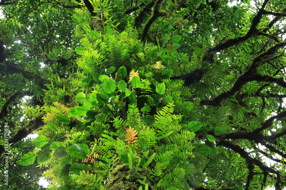 Fototapeta premium Dark branches of trees overgrown with moss and ferns overhead. Doi Pha Hom Pok nature trails Doi Pha Hom Pok National Park ,THAILAND 