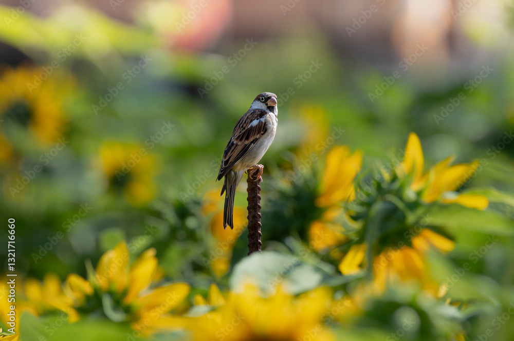 Naklejka premium Sparrow perched on a steel pole in the middle of a field of yellow sunflowers